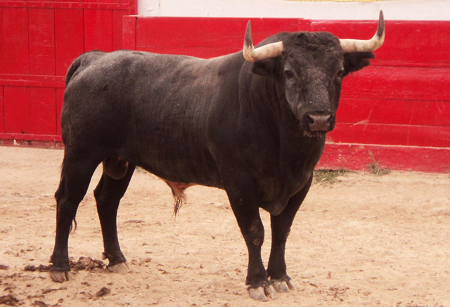 Espectáculos Taurinos - Colvepa