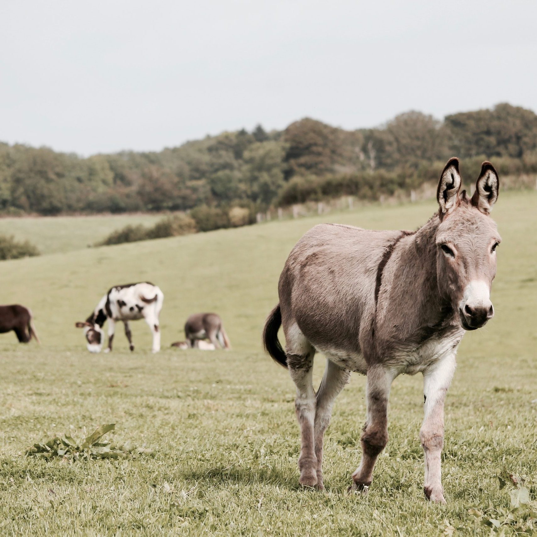 equinos-burro